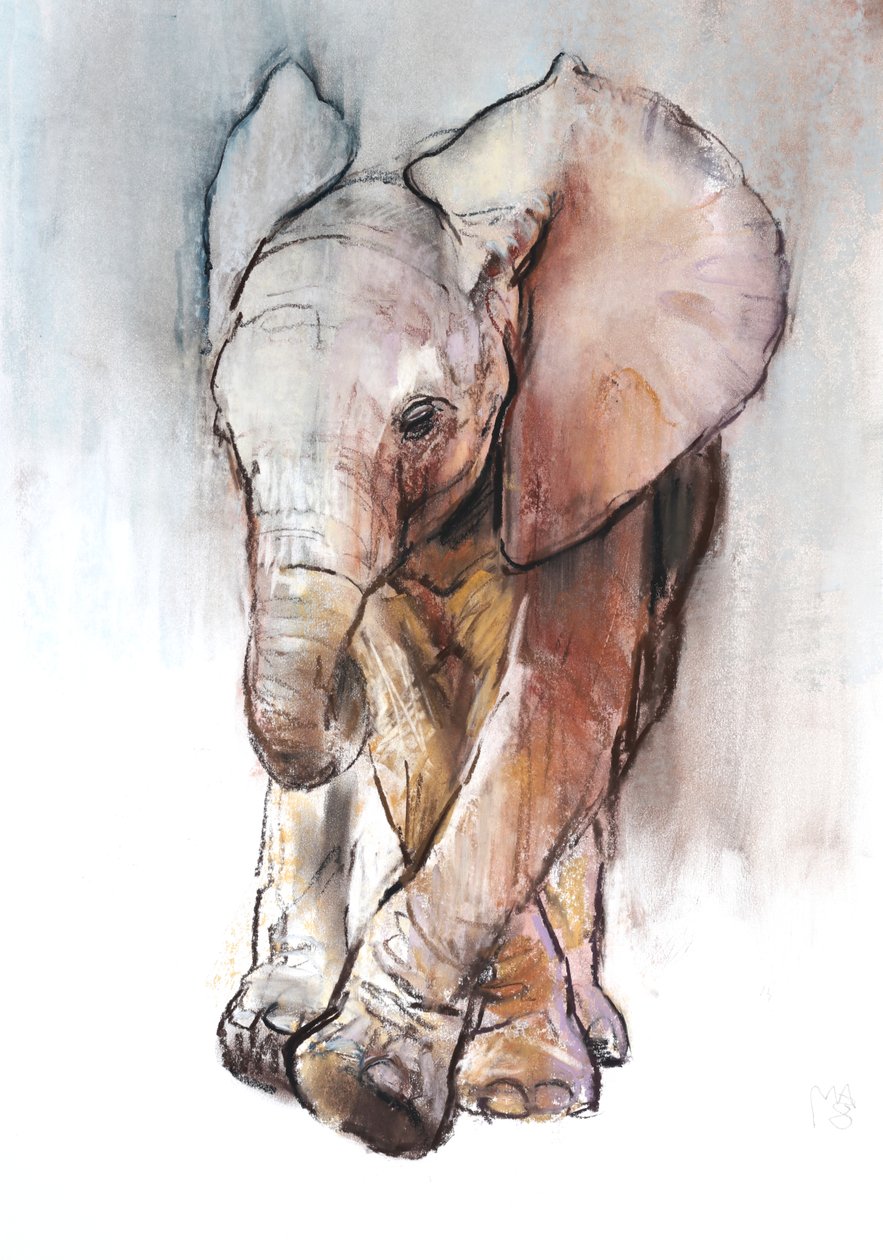 Slůně 2, Loisaba, 2018 od Mark Adlington