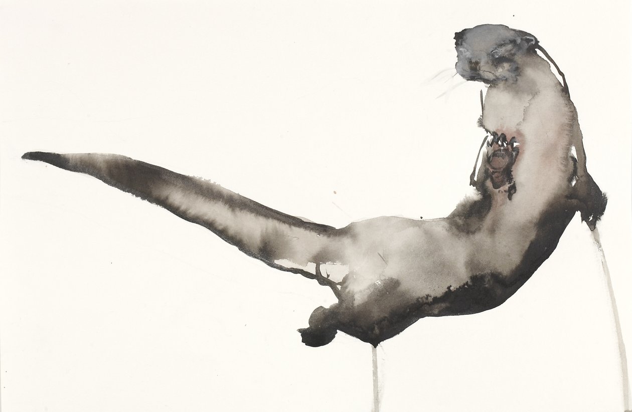 Back Awash (Otter) (inkoust a wc na papíře) od Mark Adlington