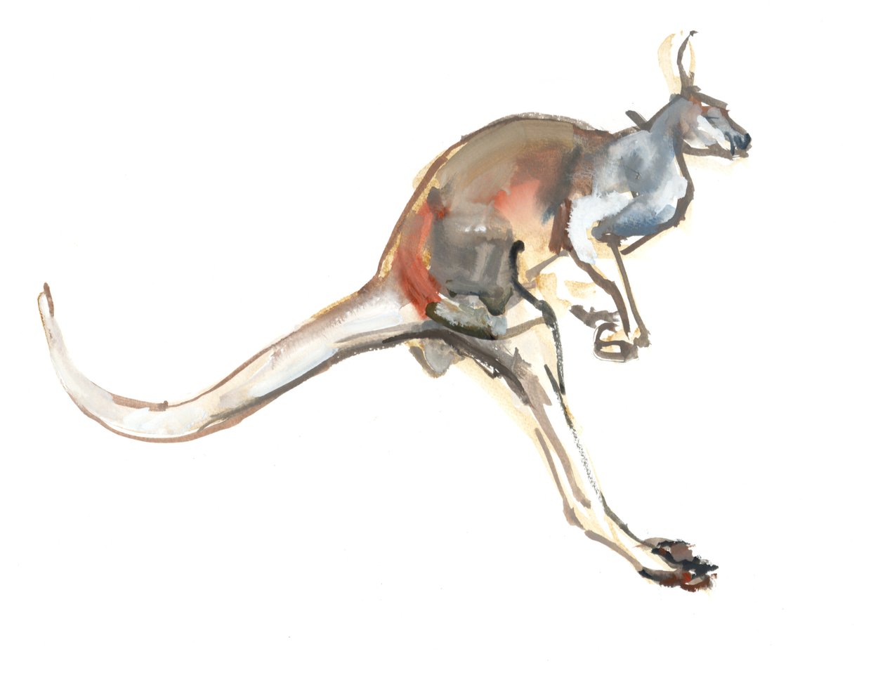Boing, (Red Kangaroo), 2012, (akvarel a pigment na papíře) od Mark Adlington