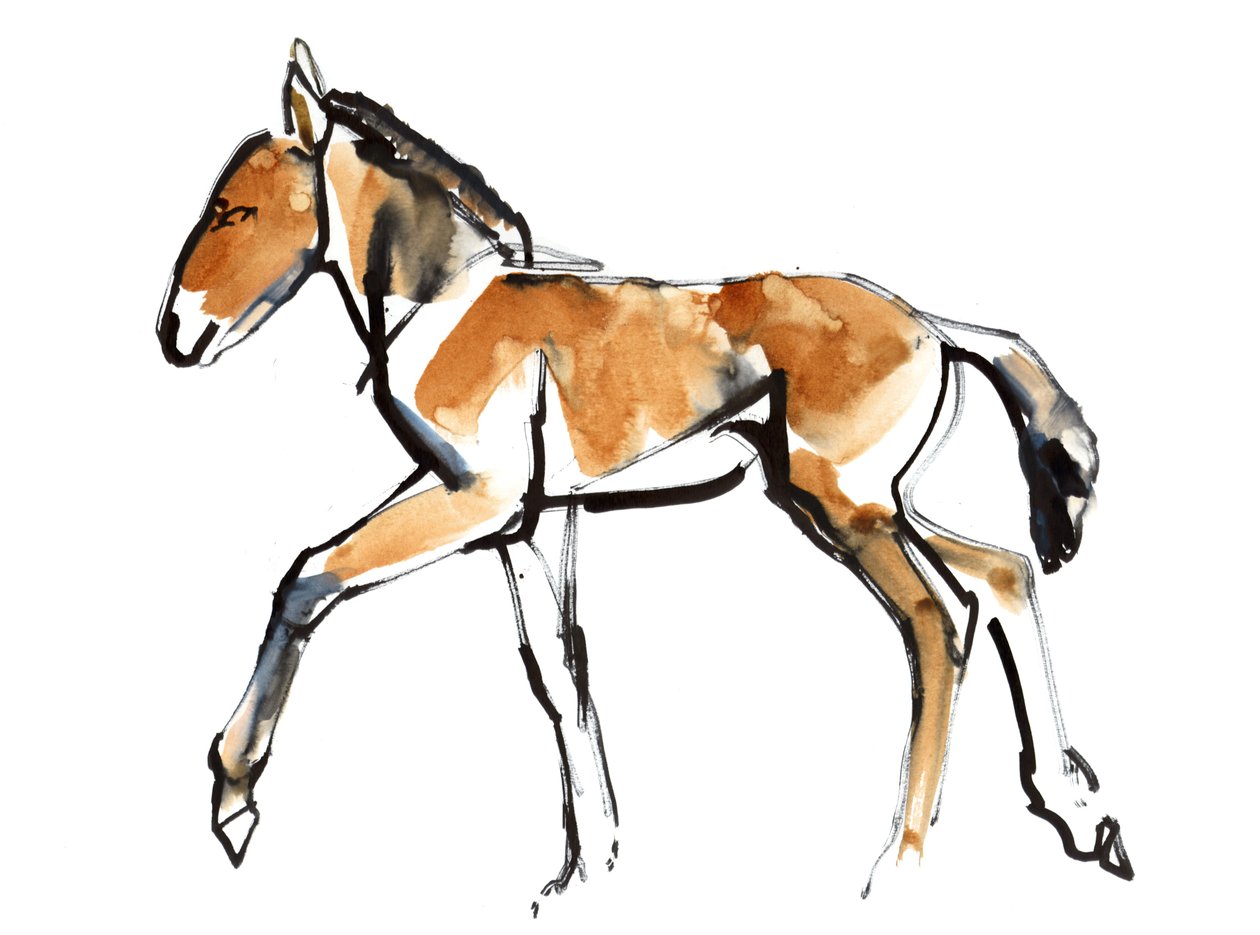Colt (Przewalski), 2013 (sennelier inkoust, akvarel a kvaš) od Mark Adlington