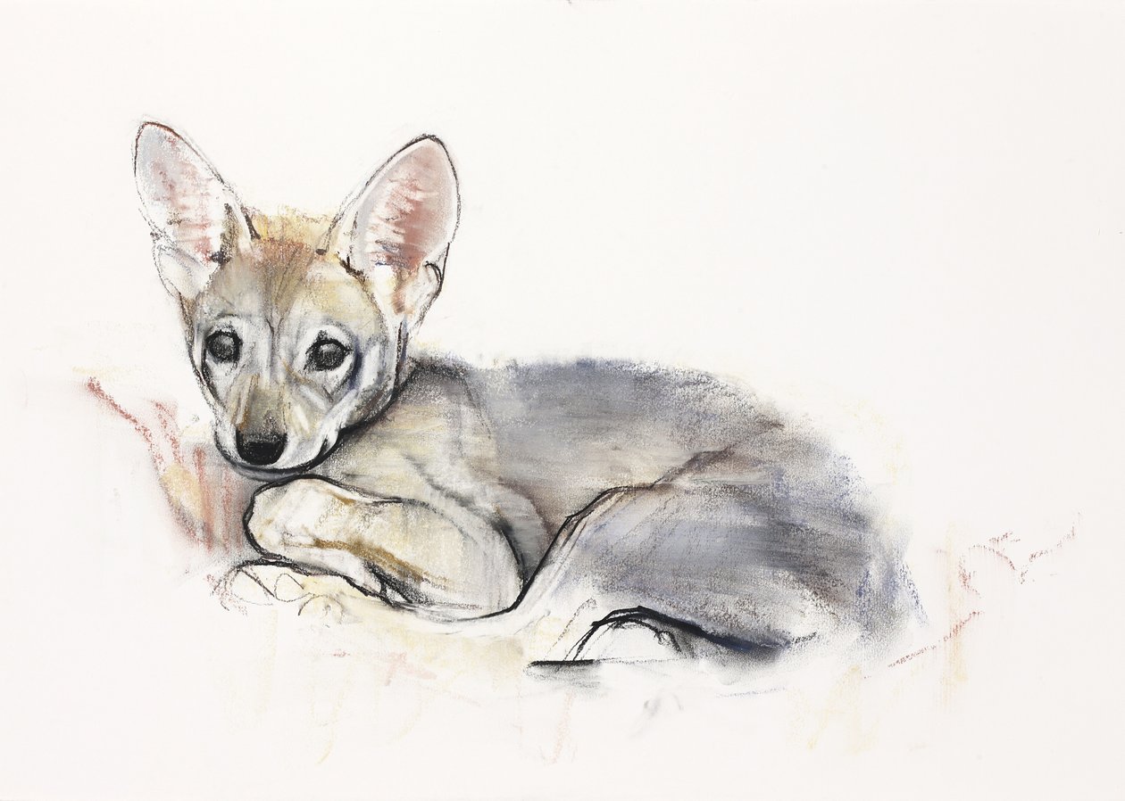 Curled Arabian Wolf Pup, 2009 (conte und charcoal na papíře) od Mark Adlington