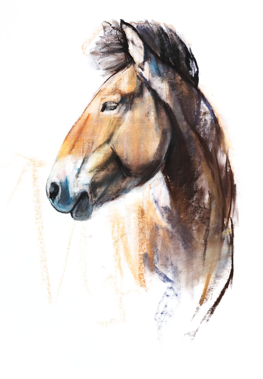 Desert Spirit (Przewalski), 2013, (pastel a dřevěné uhlí na papíře) od Mark Adlington