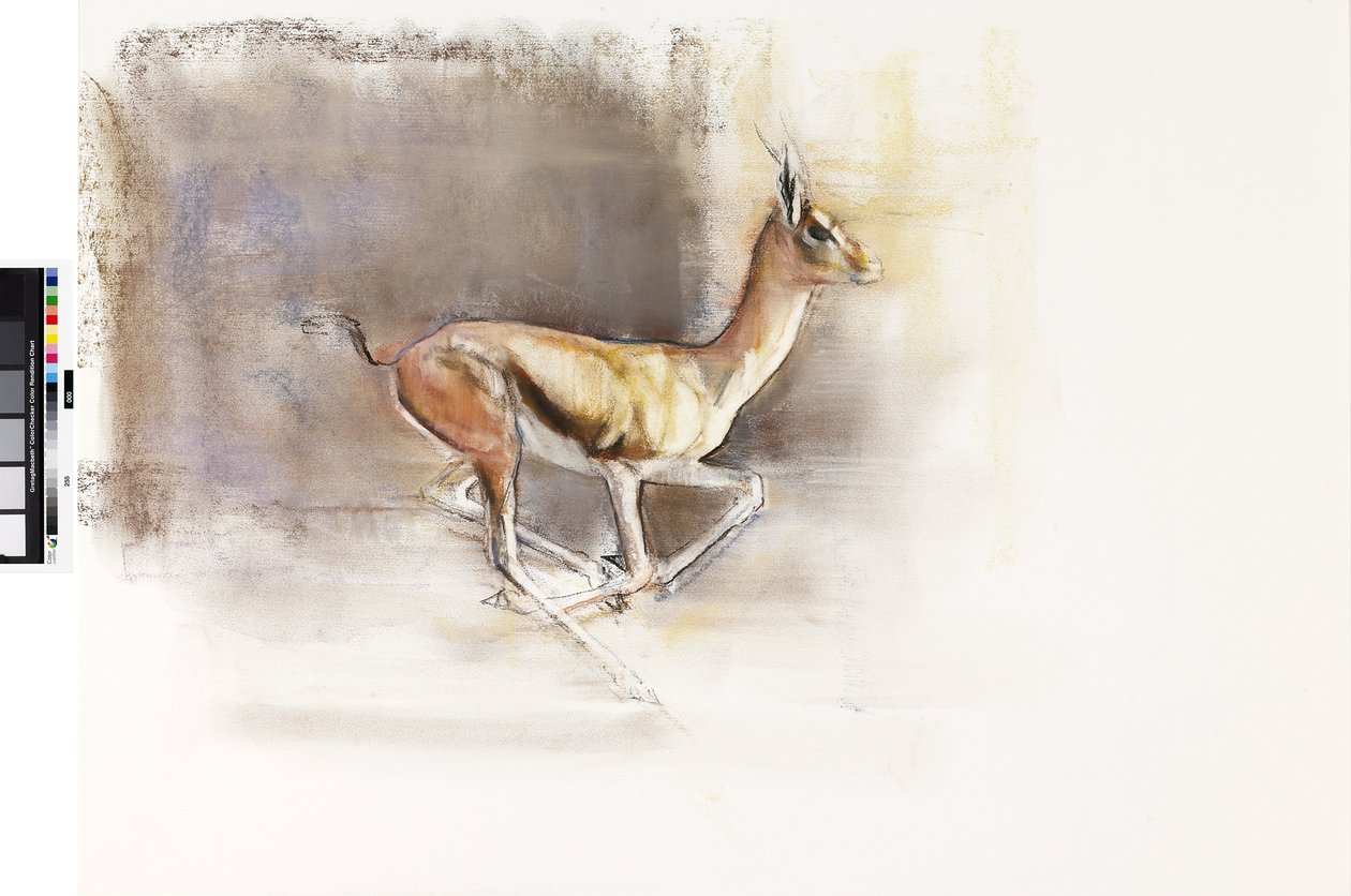 Desert Wind (arabská gazela), 2010 (olej na papíře) od Mark Adlington