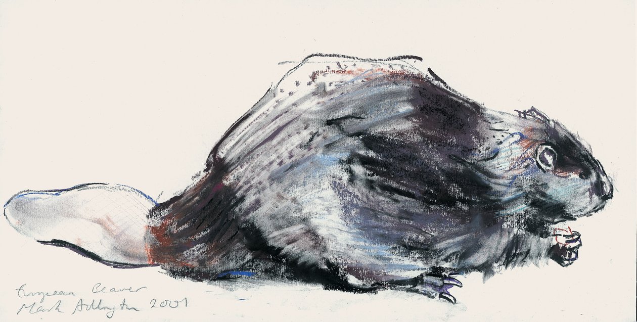 Bobr evropský (studie) 2001 (uhlí a konte na papíře) od Mark Adlington