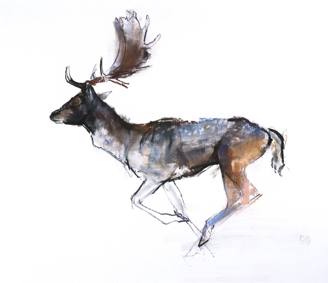 Evening Buck (daněk), 2007, (pastel a conté na papíře) od Mark Adlington
