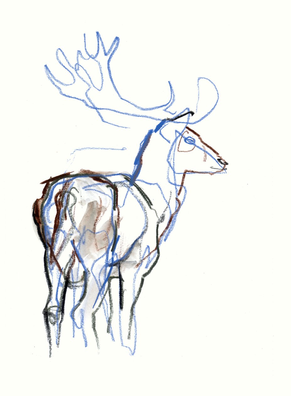 Fallow Buck, 2021 od Mark Adlington