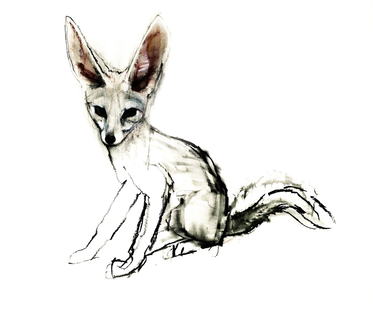 Foxy (Sand Fox), 2009 (conte und uhel na papíře) od Mark Adlington