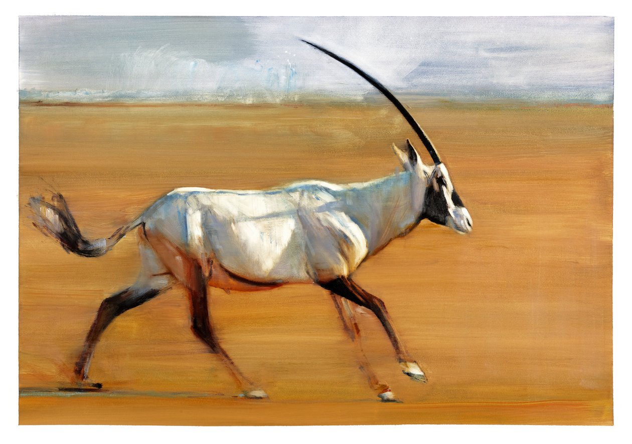 Cválající Oryx, 2010 (olej na papíře) od Mark Adlington