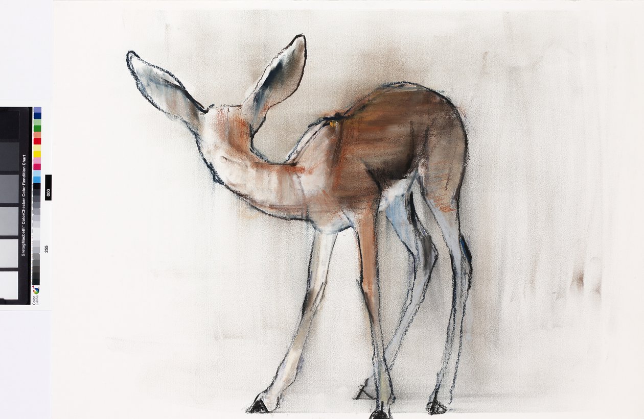 Gazelle Fawn (Arabská Gazelle) 2010 (olej na papíře) od Mark Adlington