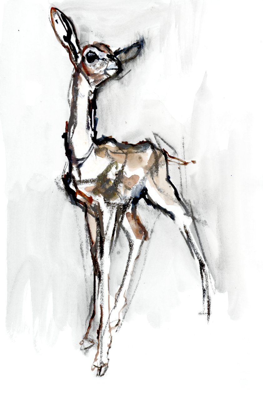 Gerenuk fawn, Sarara, 2018 od Mark Adlington