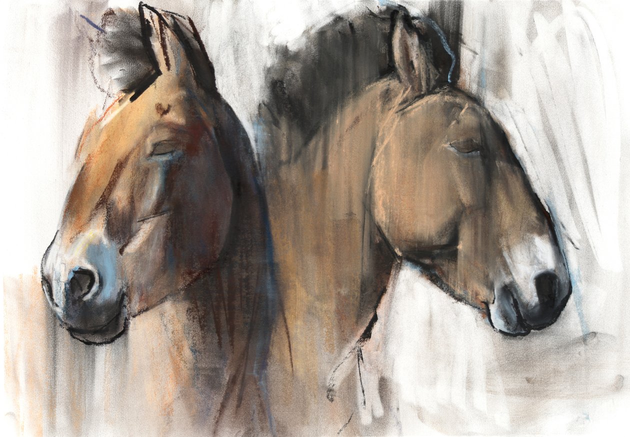 Head Study (Przewalski) 2012, (uhl, conté a pastel na papíře) od Mark Adlington
