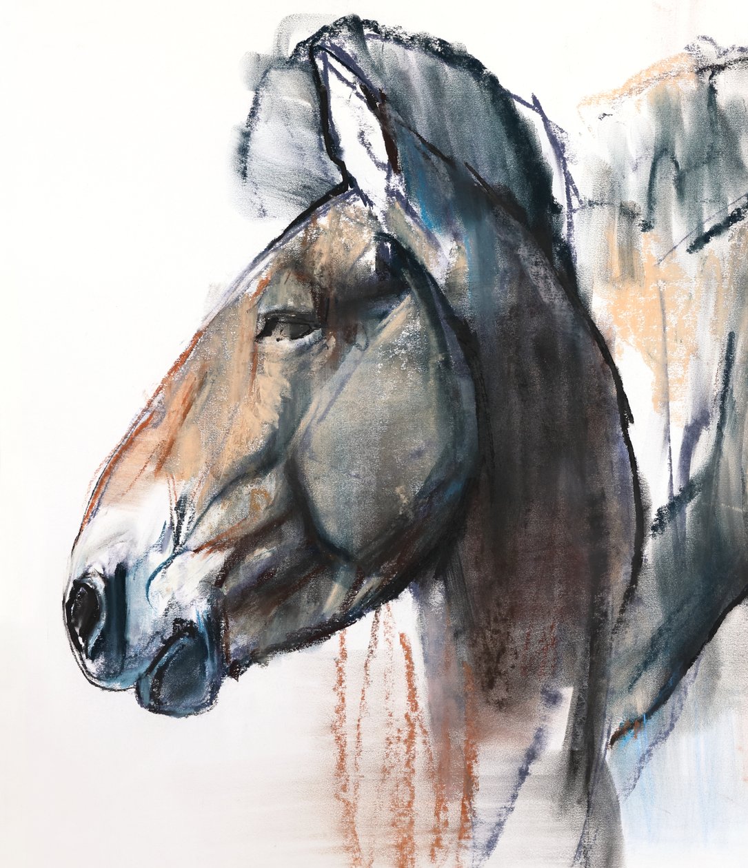 Head Study, Przewalski, 2013, (detail), (pastel a dřevěné uhlí na papíře) od Mark Adlington