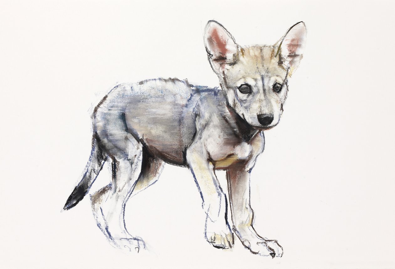 Váhavé štěně arabského vlka, 2009 (conte und charcoal na papíře) od Mark Adlington