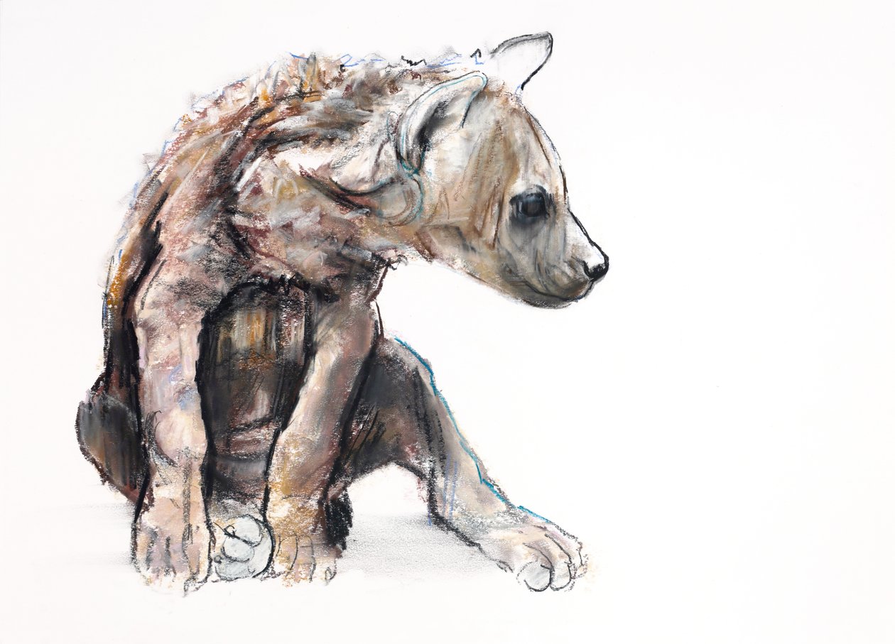 Hyaena Pup (profil), 2019 (conté a dřevěné uhlí na papíře) od Mark Adlington