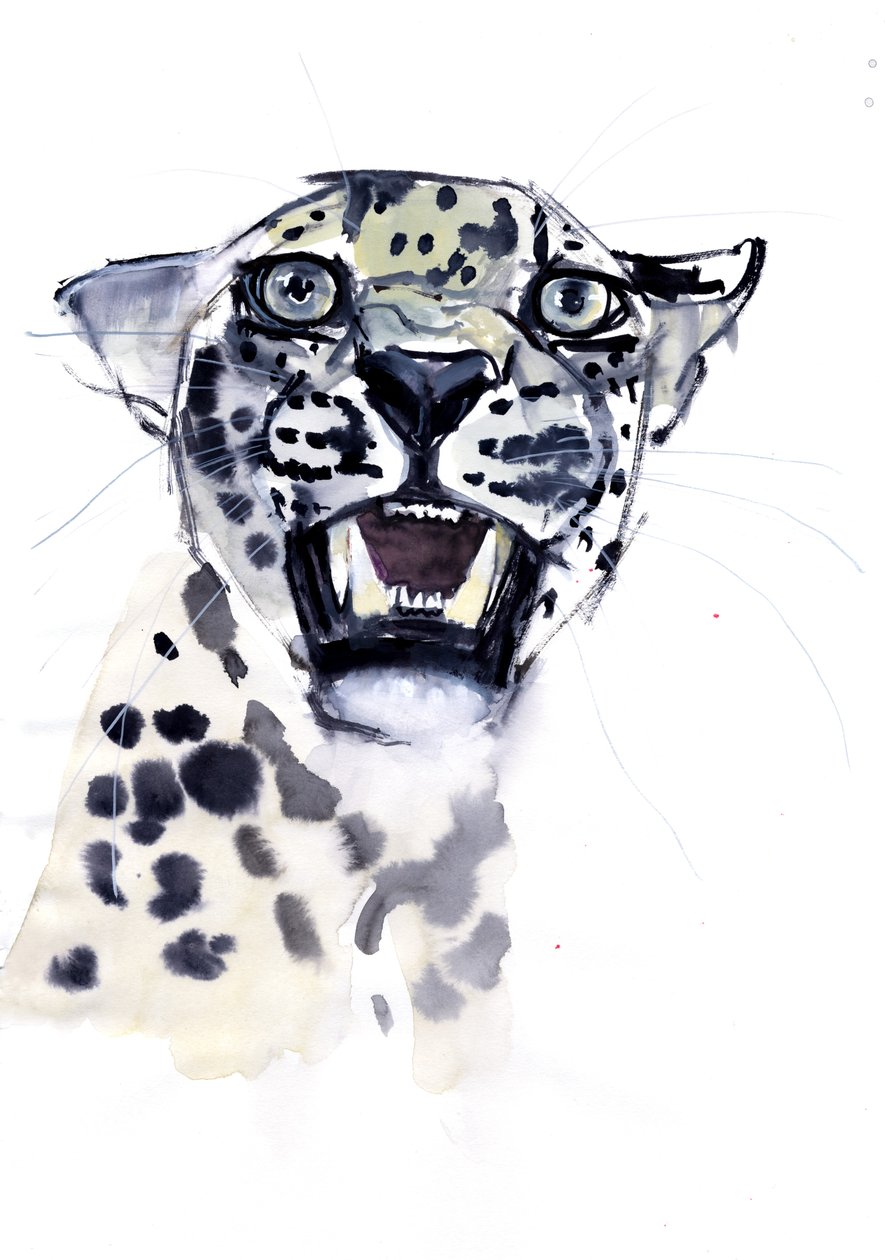 Incisor Snarl (arabský leopard), 2008 od Mark Adlington
