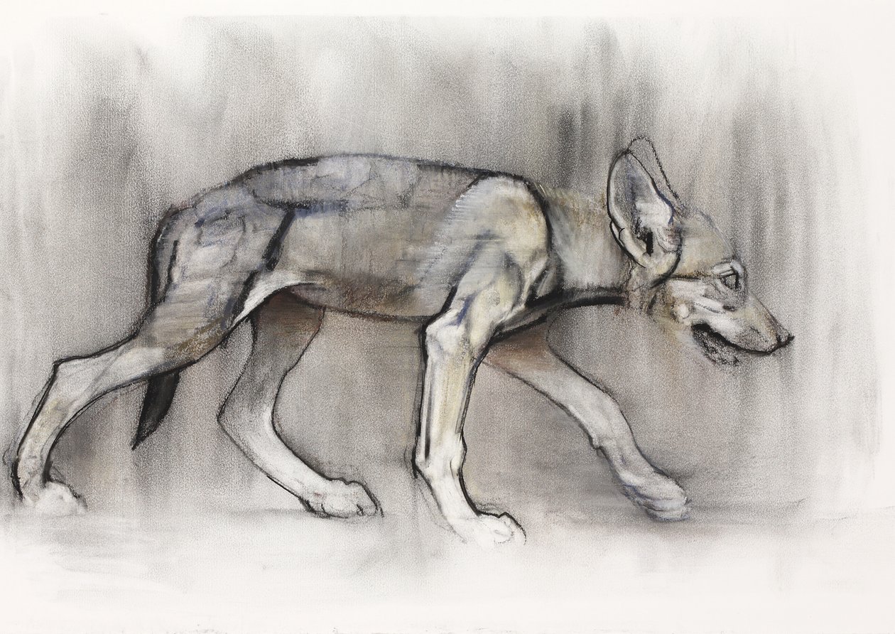 Štíhlé štěně (arabský vlk), 2009 (conte und charcoal na papíře) od Mark Adlington