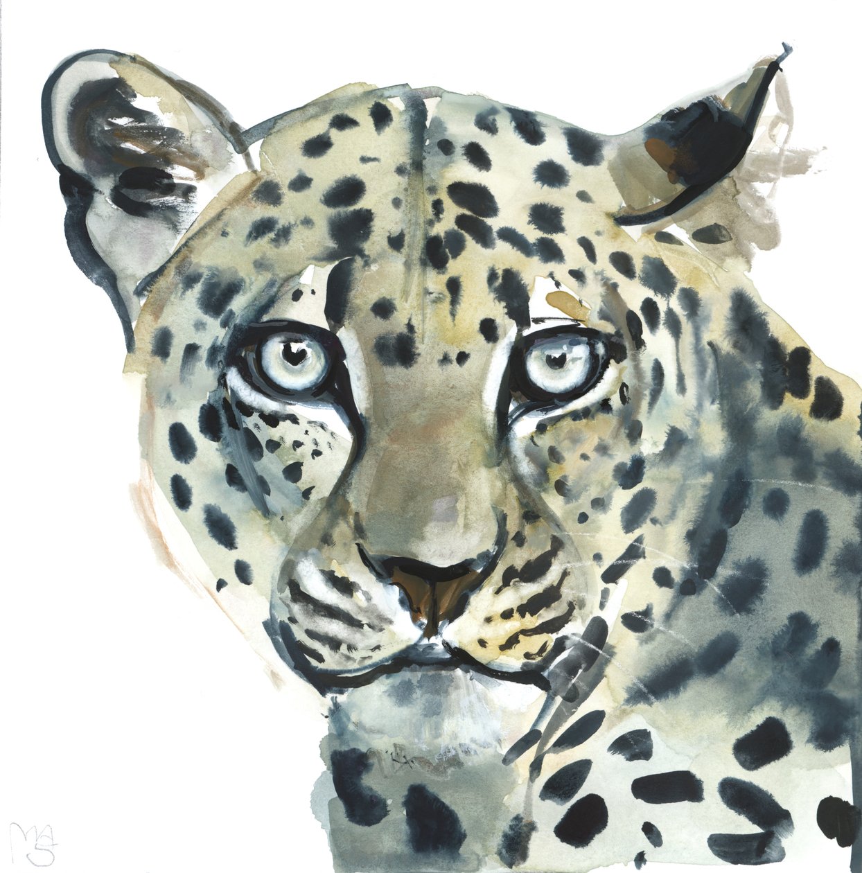 Leopard, 2015, (akvarel na papíře) od Mark Adlington