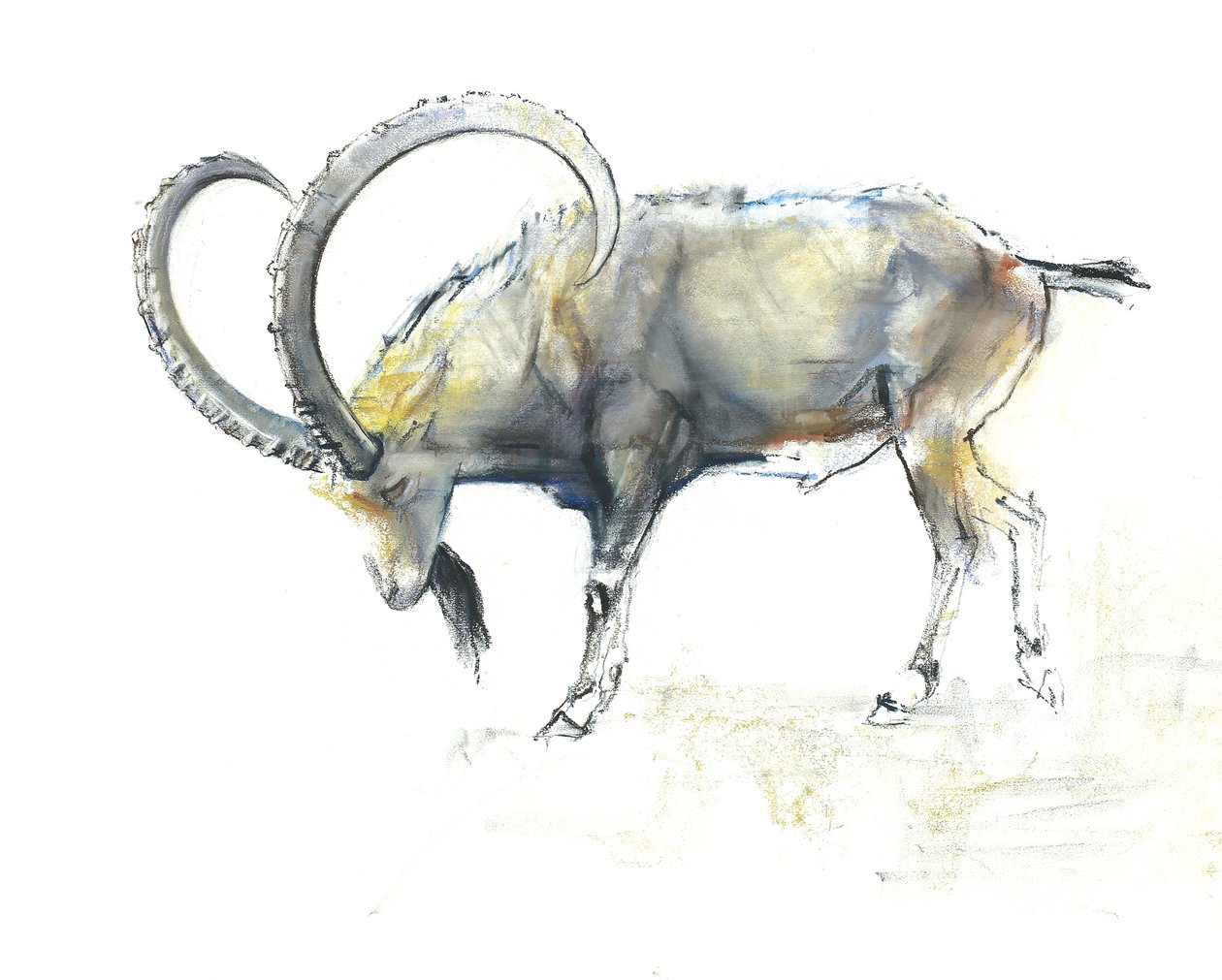 Núbijský kozorožec, 2008 (obsah a dřevěné uhlí na papíře) od Mark Adlington