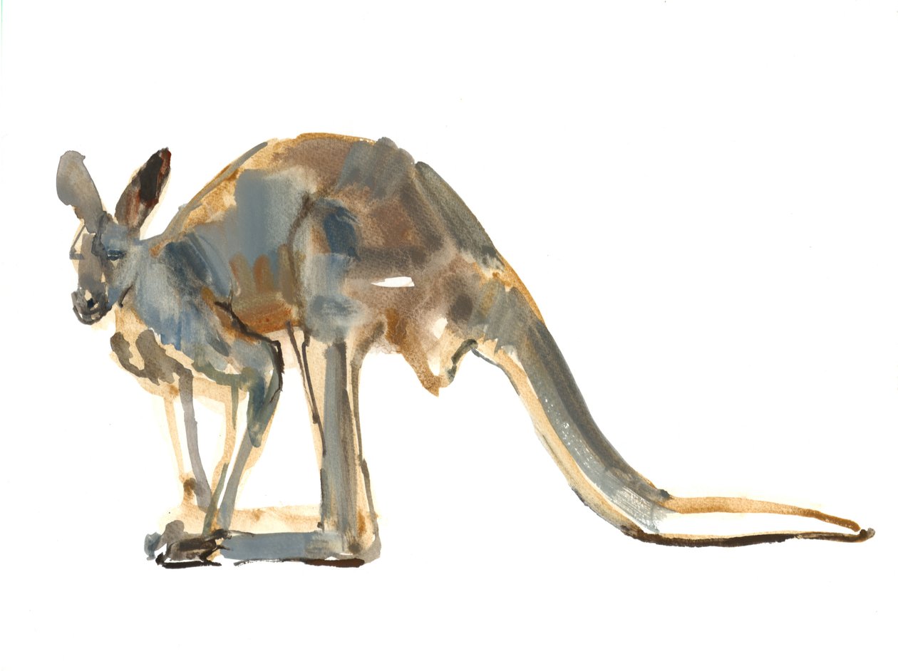 Ochre Dusted (Červený klokan), 2012, (akvarel a pigment na papíře) od Mark Adlington