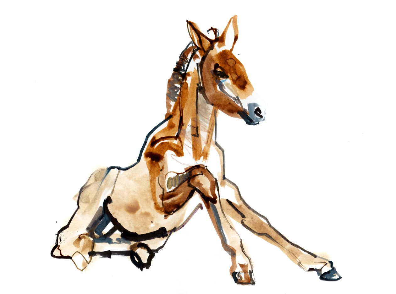 Okrové hříbě (Przewalski), 2013 (sennelier inkoust, akvarel a kvaš) od Mark Adlington