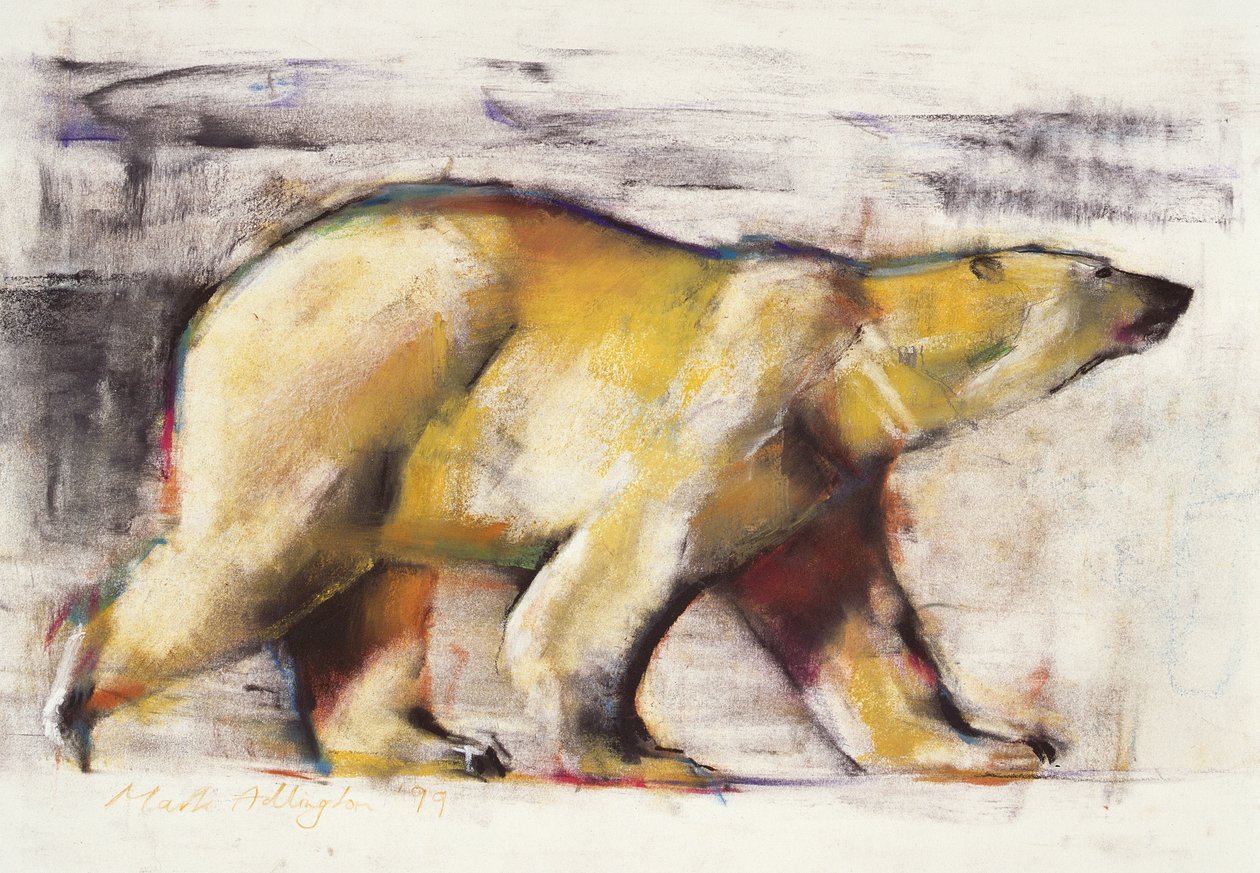 Polar Bear (kombinovaná média na papíře) od Mark Adlington