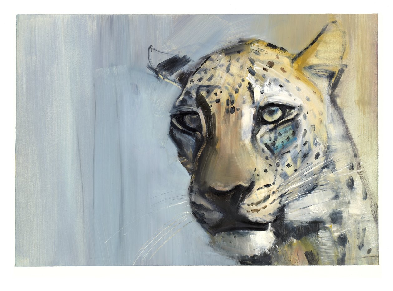 Predátor (Arabský leopard), 2009 (olej na papíře) od Mark Adlington