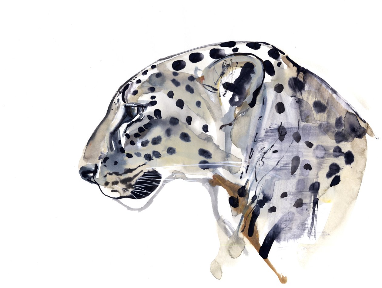 Profil (Leopard arabský), 2008 od Mark Adlington