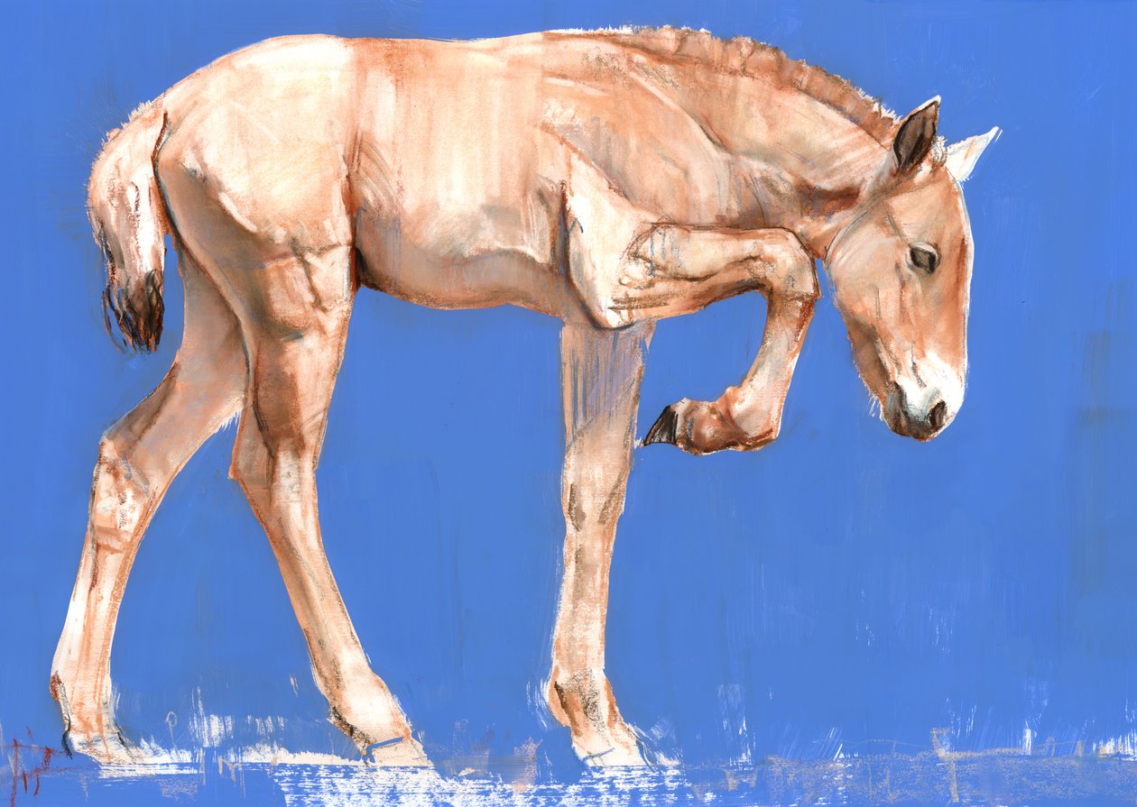 Przewalski Foal, 2012, (kombinovaná média na papíře) od Mark Adlington