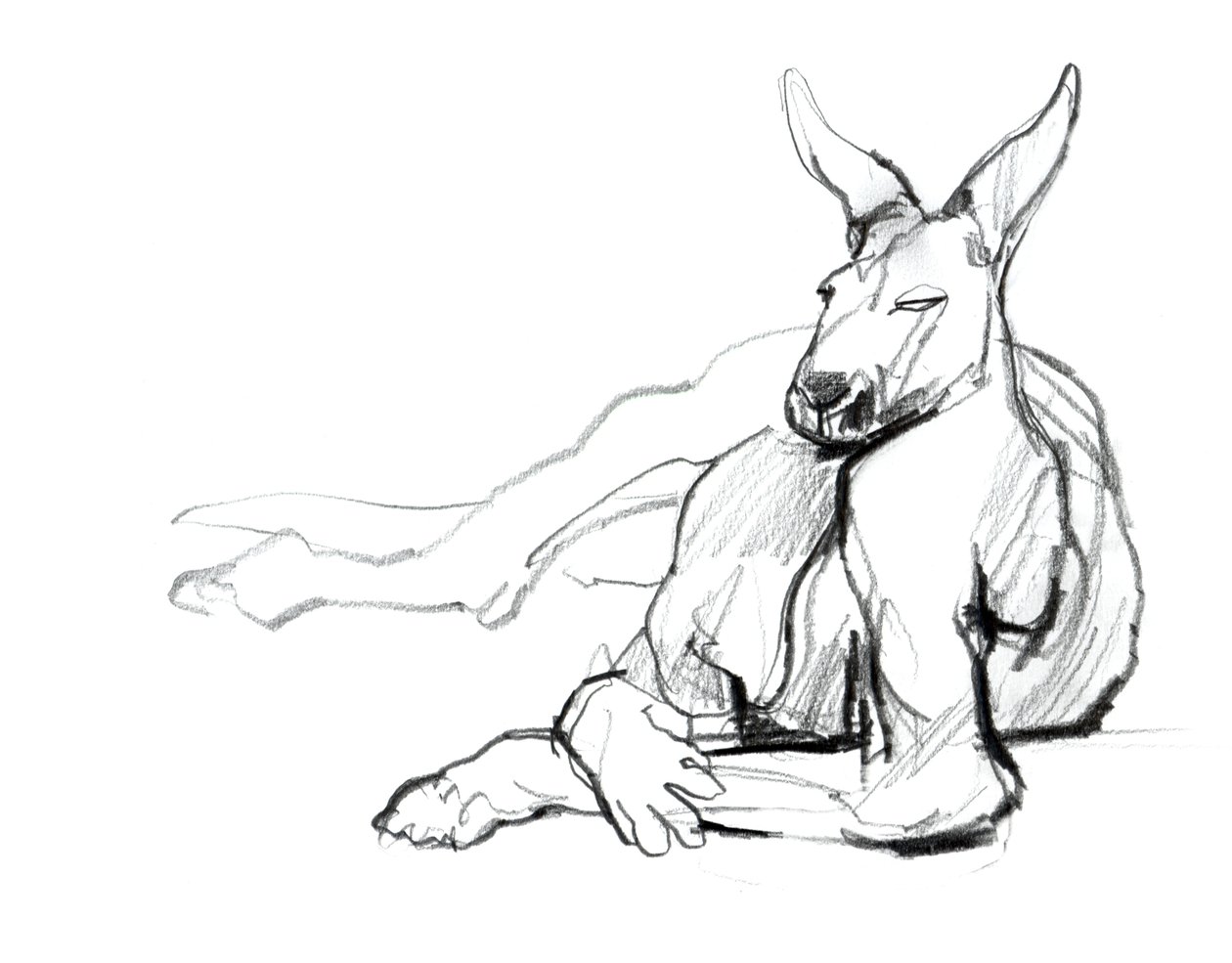Odpočívající sportovec (Red Kangaroo), 2012, (grafit na papíře) od Mark Adlington