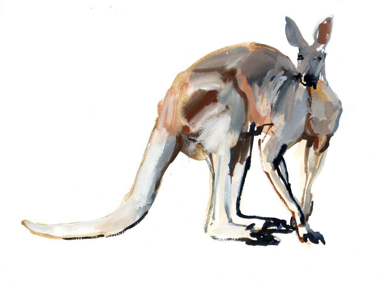 Roo, (Red Kangaroo), 2012, (akvarel a pigment na papíře) od Mark Adlington