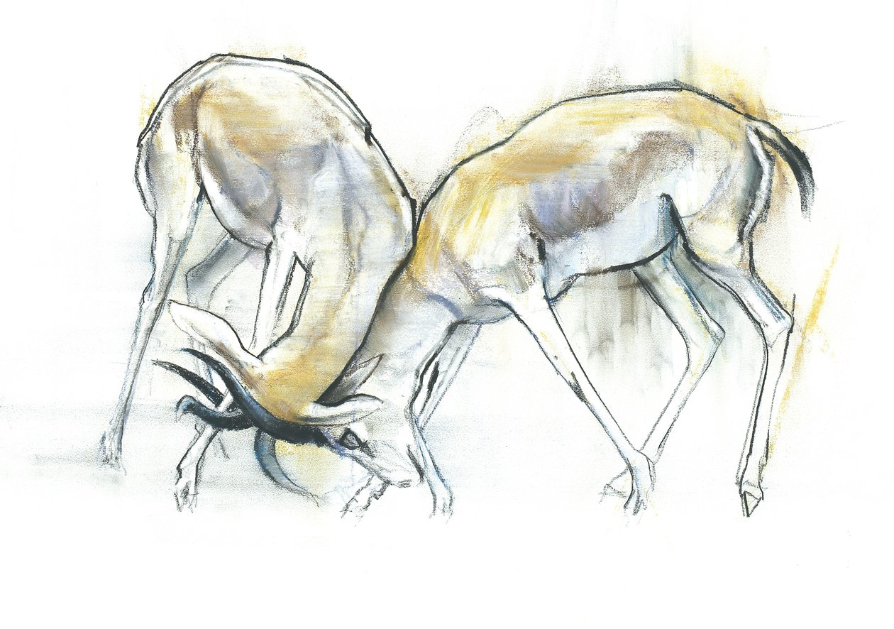 Sand Gazelles, 2009 (conte a dřevěné uhlí na papíře) od Mark Adlington