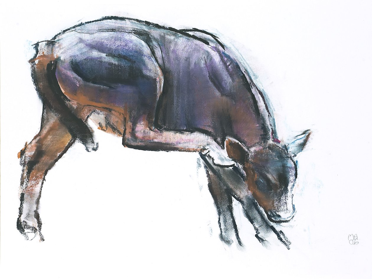 Scratching Calf, 2006 (charcoal und conte na papíře) od Mark Adlington