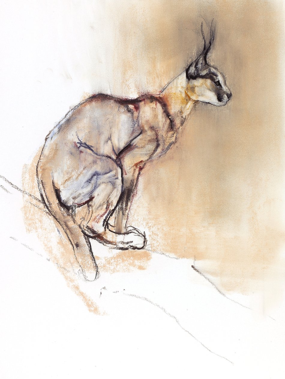 Sedící Caracal, 2009 (conte und charcoal na papíře) od Mark Adlington