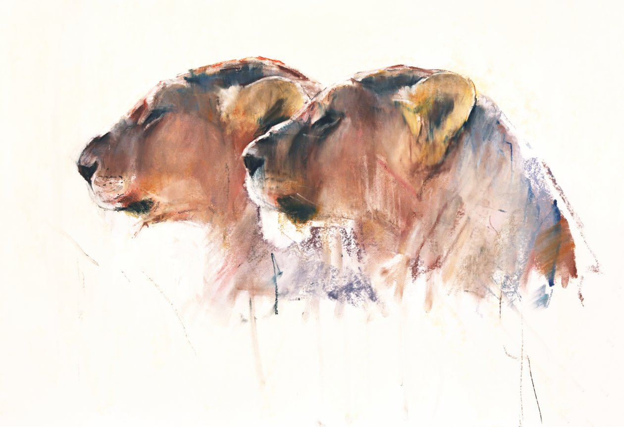 Sestry, Etosha, 2017 od Mark Adlington