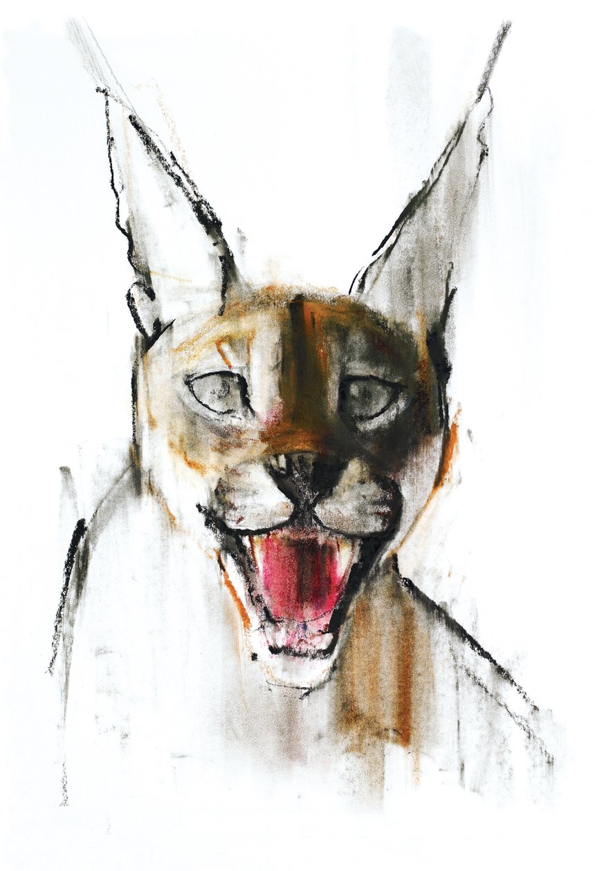 Snarl (Arabský karakal), 2009 (konte a uhel na papíře) od Mark Adlington