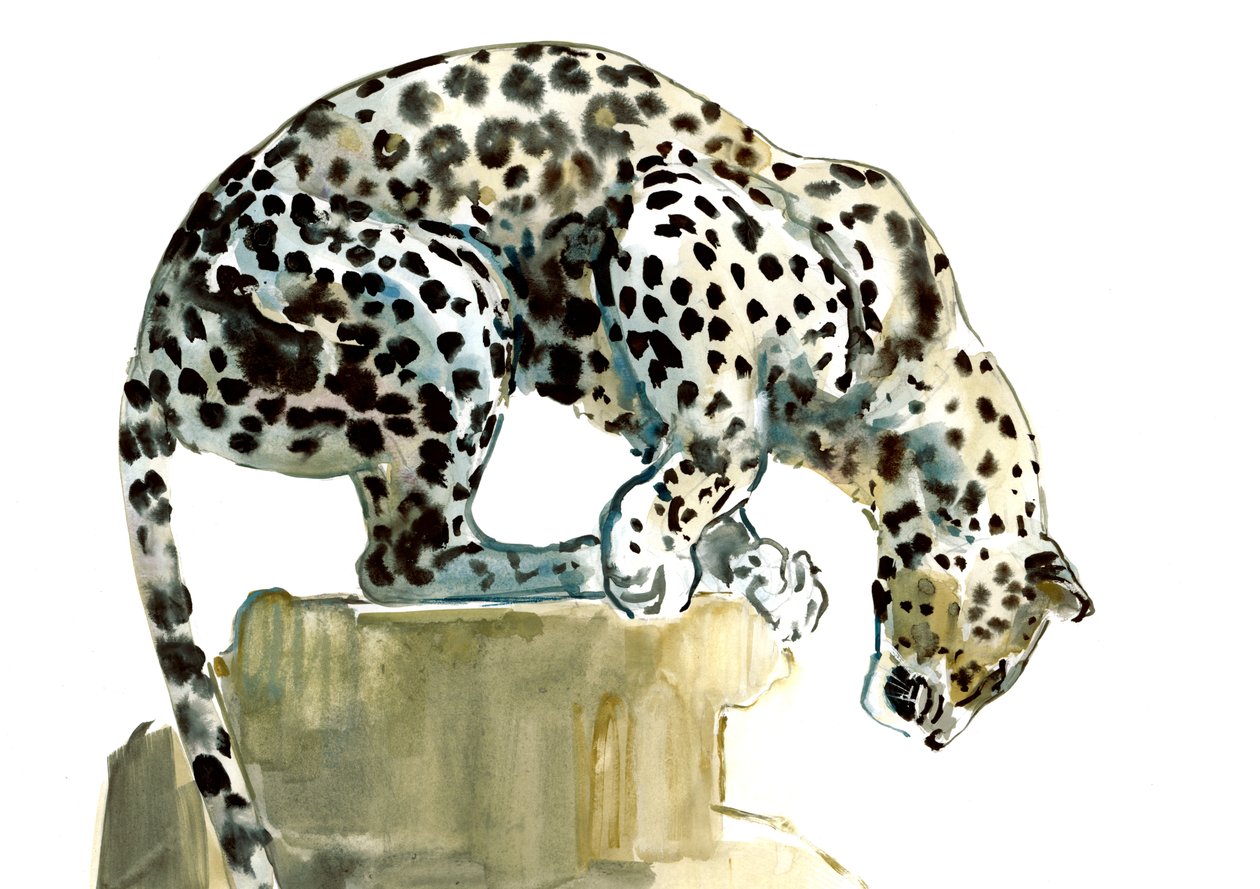 Spine (arabský leopard), 2015, (akvarel a kvaš na papíře) od Mark Adlington