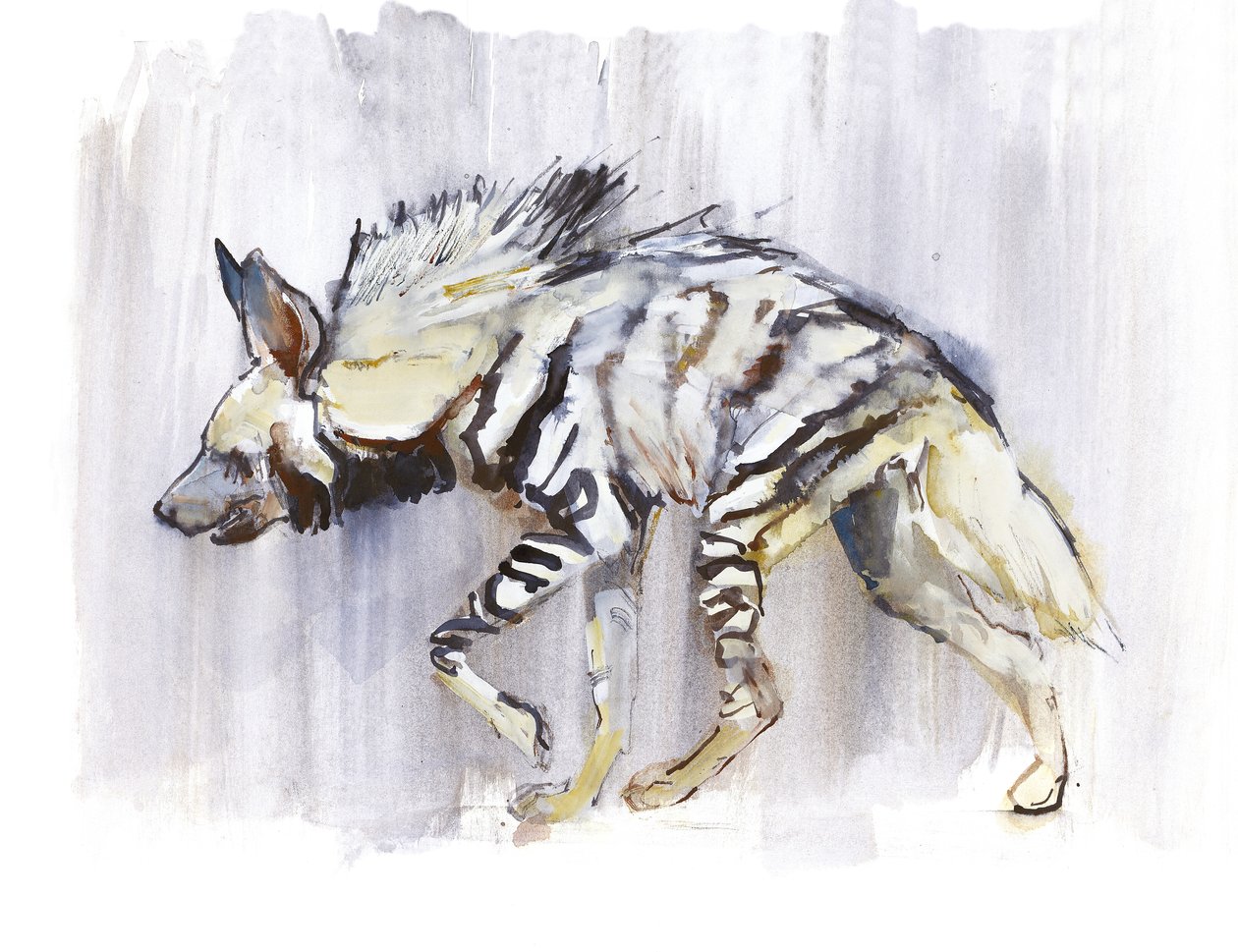 Hyena pruhovaná, 2010, (akvarel na papíře) od Mark Adlington