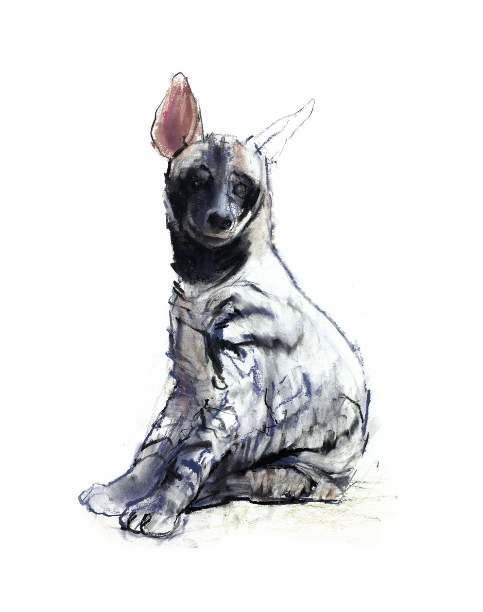 Pruhované štěně hyeny (sedící), 2010, (conté a pastel na papíře) od Mark Adlington