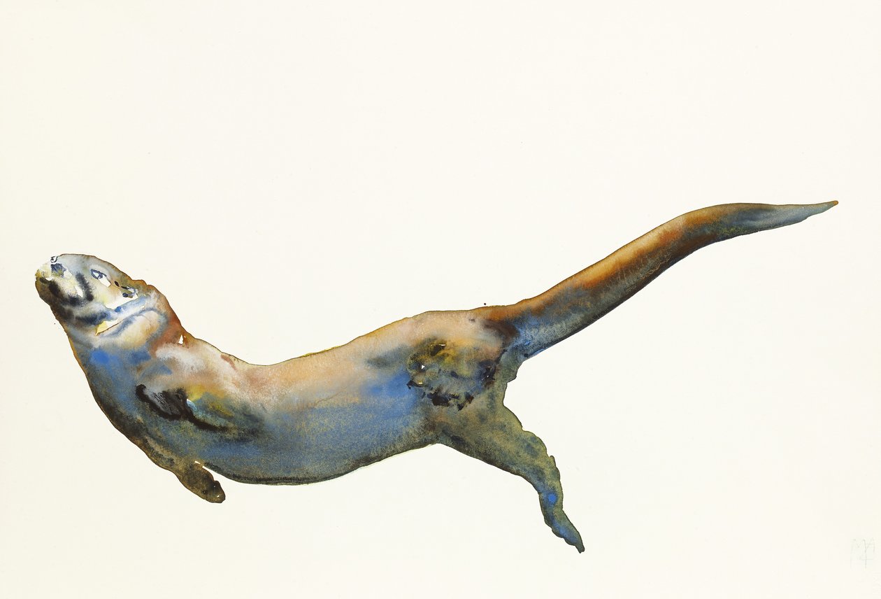 Velvet, 2014, (akvarel na papíře) od Mark Adlington