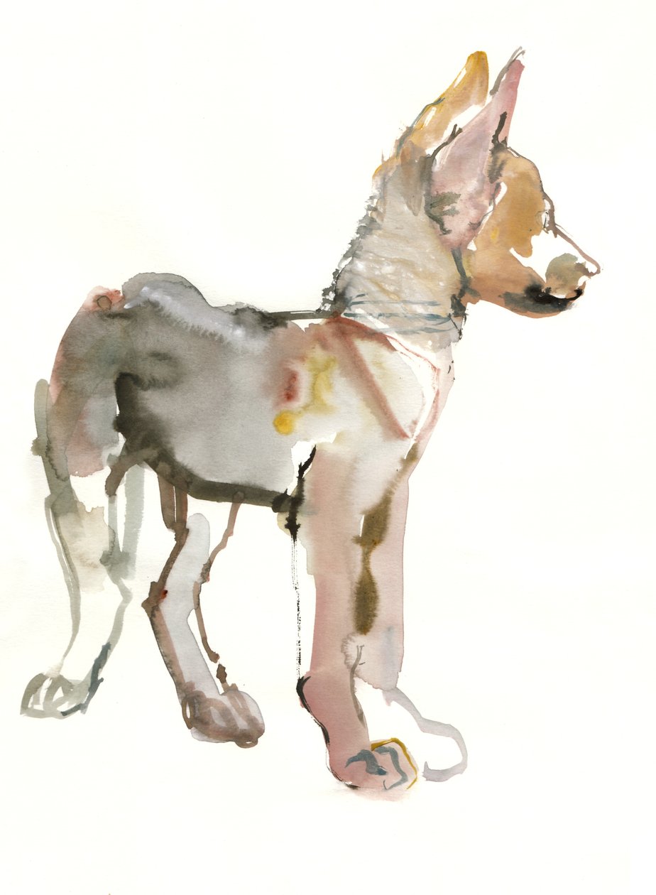 Waggle (štěně arabského vlka), 2011, (akvarel a kvaš na papíře) od Mark Adlington