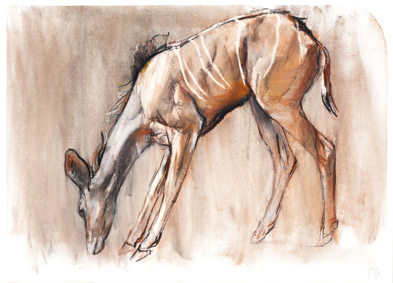Young Kudu, Loisaba, 2018 od Mark Adlington