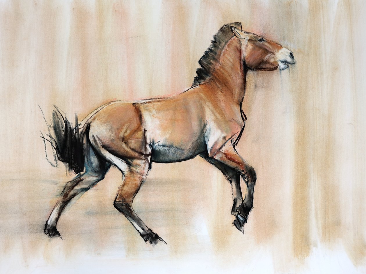 Mladý hřebec (Przewalski), 2014, (pastel a dřevěné uhlí na papíře) od Mark Adlington