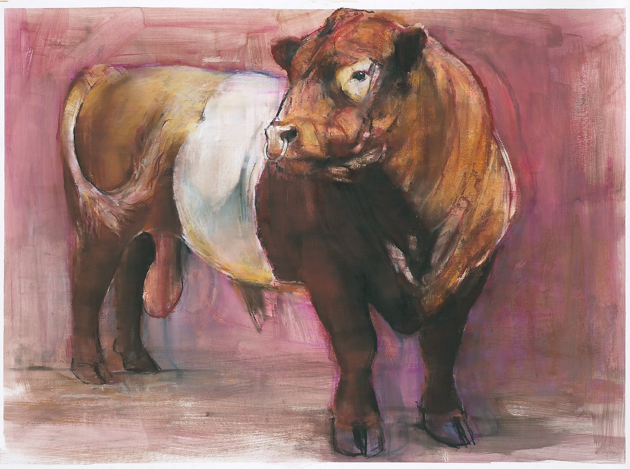Zeus, Red Belted Galloway Bull, 2006 (kombinovaná média na papíře) od Mark Adlington