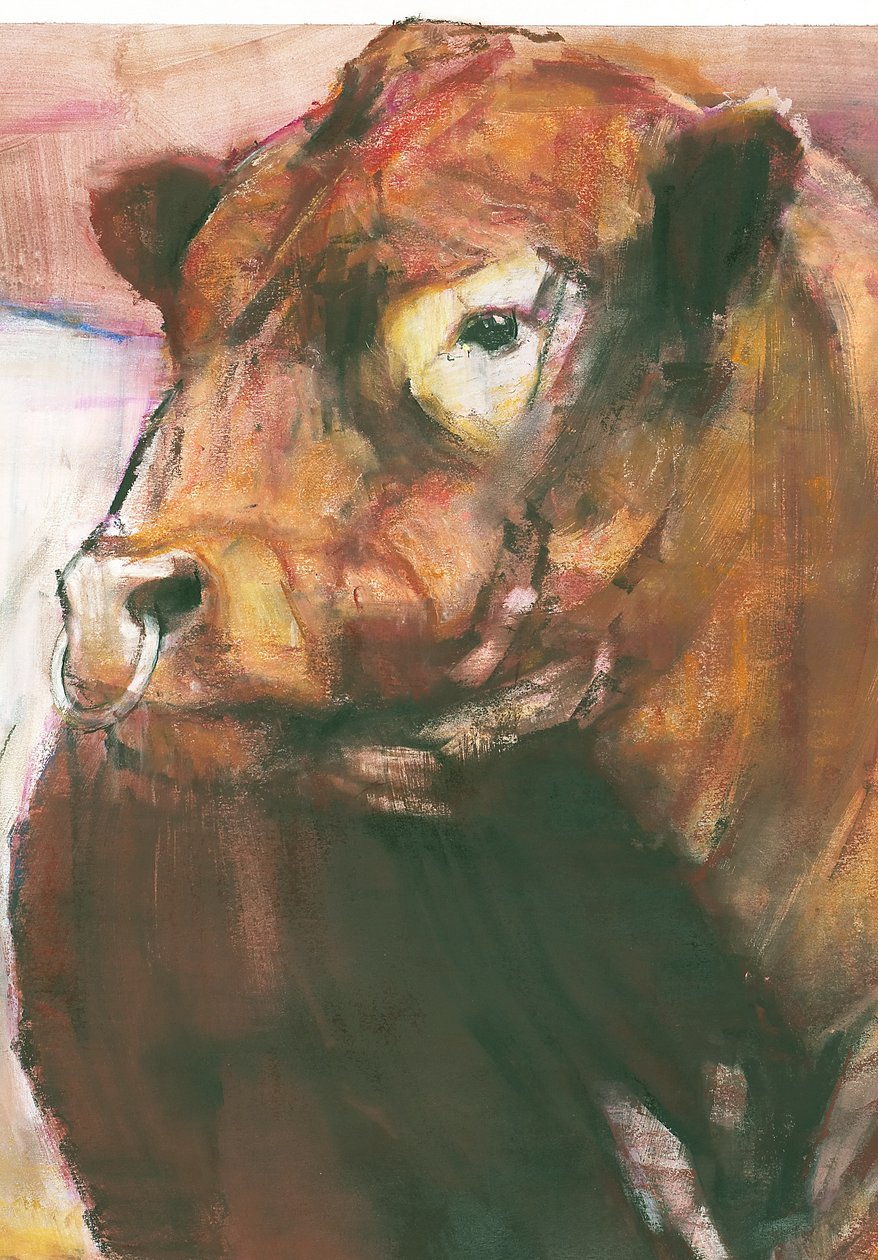 Zeus, Red Belted Galloway Bull, 2006 kombinovaná média na papíře detail 275255 od Mark Adlington