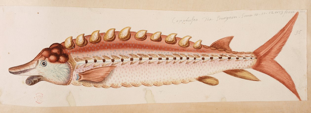 Ryba. od Mark Catesby