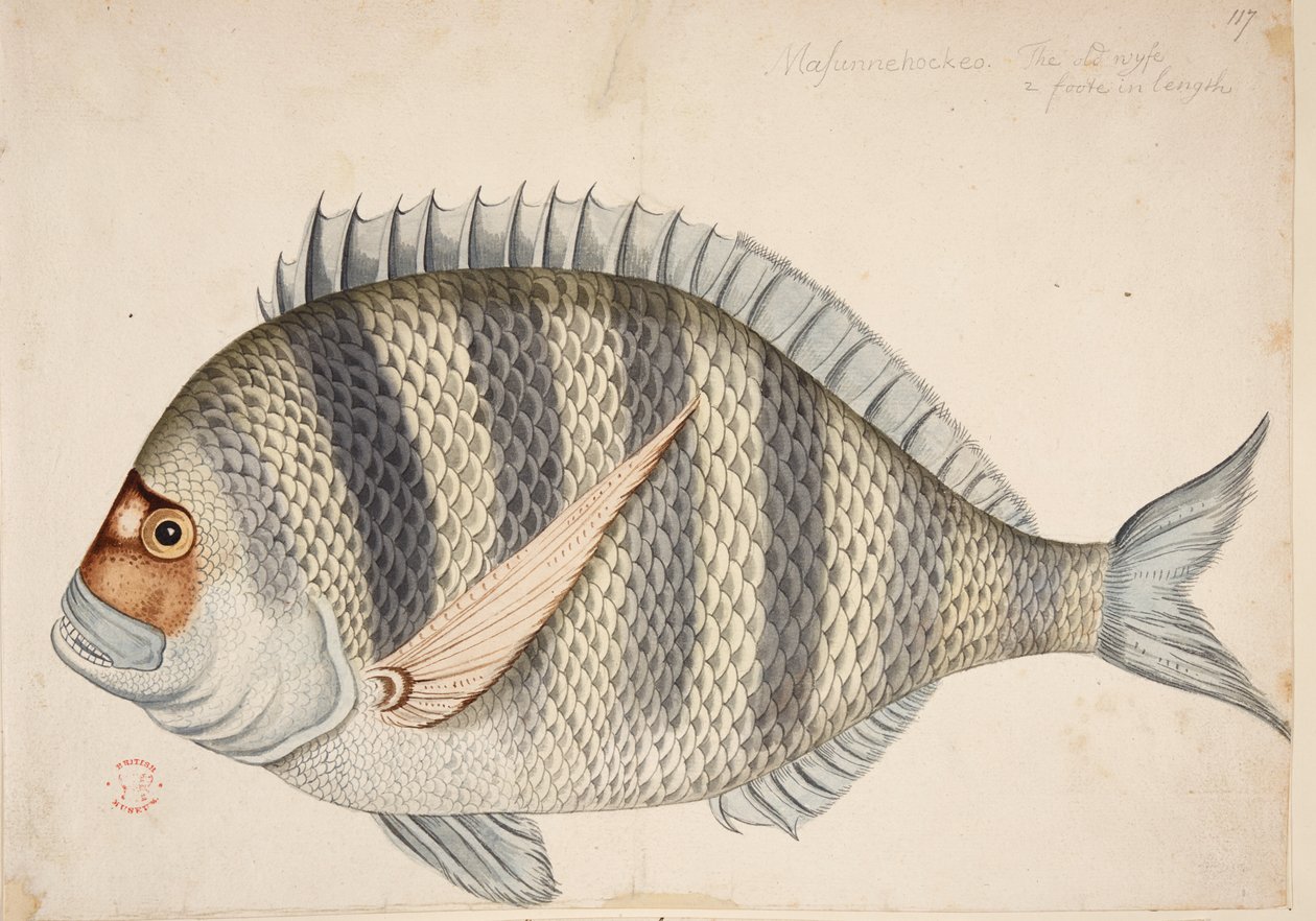 Ryba. od Mark Catesby