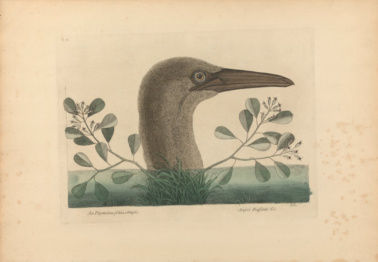 A Thymelaea foliis obtusis; Anseri Bassano &c: The Great Booby, deska 86 z „Přírodní historie Karolíny, Floridy a Bahamských ostrovů“, svazek I, 2. vydání, Londýn 1754 od Mark Catesby
