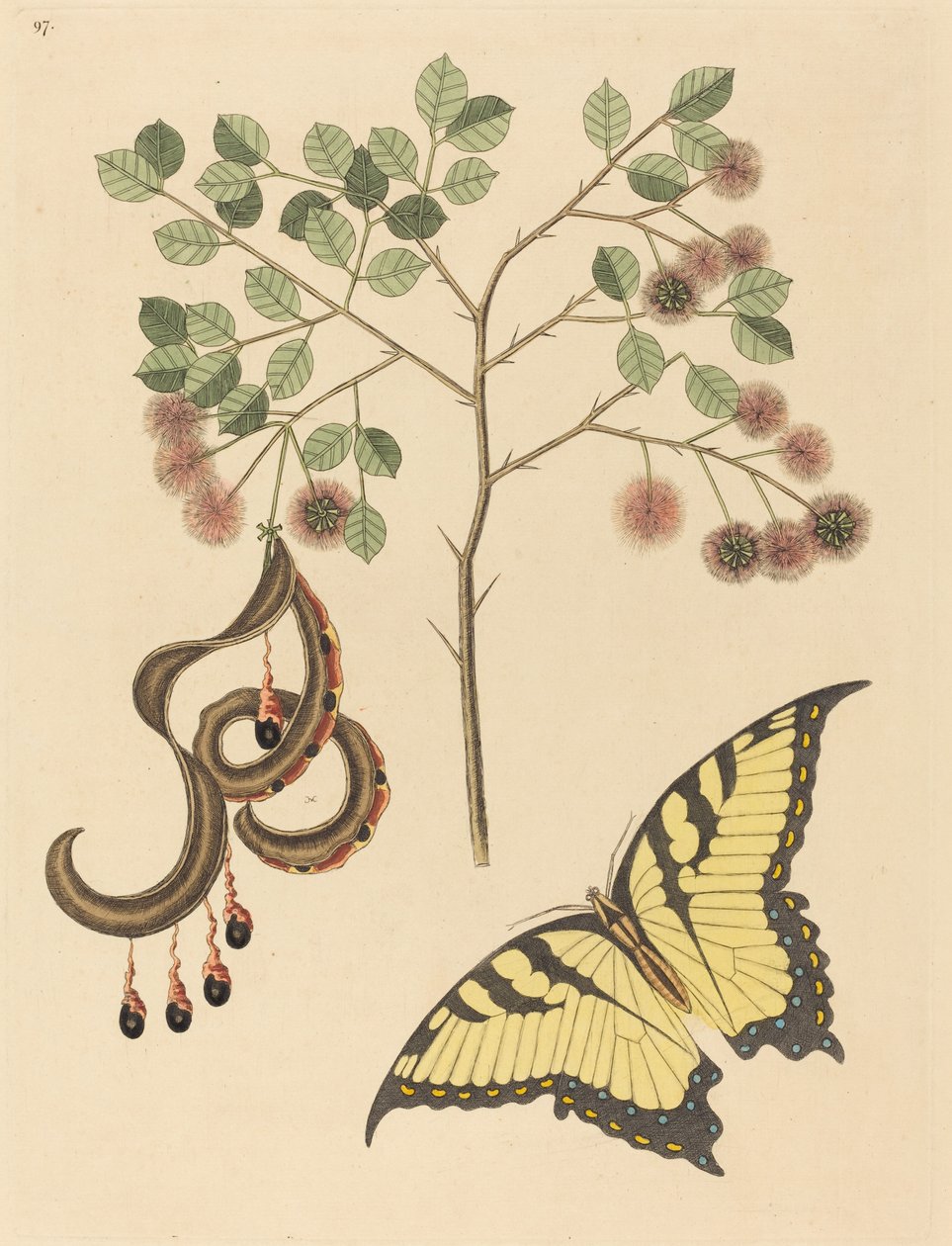 Kočičí dráp Mimosa circinalis, vydaná 1731-1743. od Mark Catesby