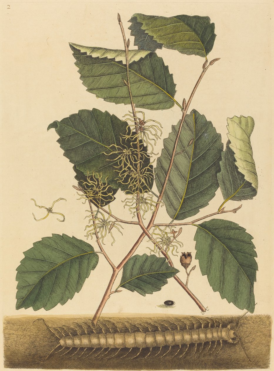 Stonožka Scolopendra morsitans, publikovaná 1731-1743. od Mark Catesby