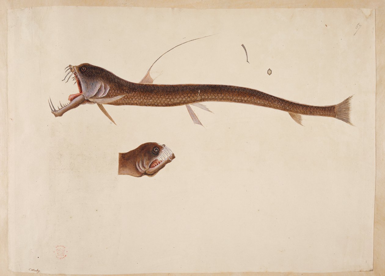 Chauliodus sloanei. Tvor připomínající úhoře. od Mark Catesby